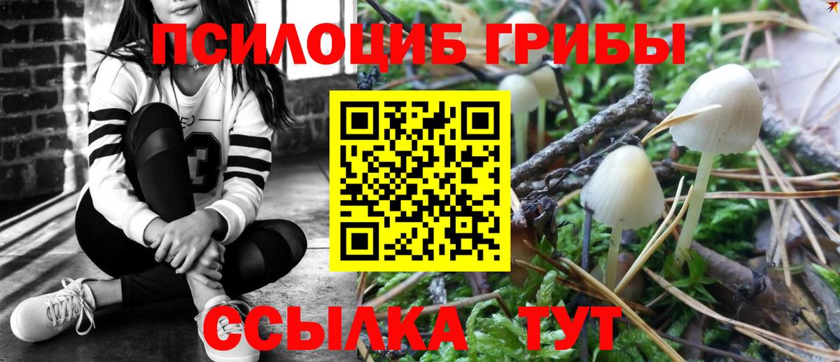 Галлюциногенные грибы Psilocybine cubensis Новошахтинск